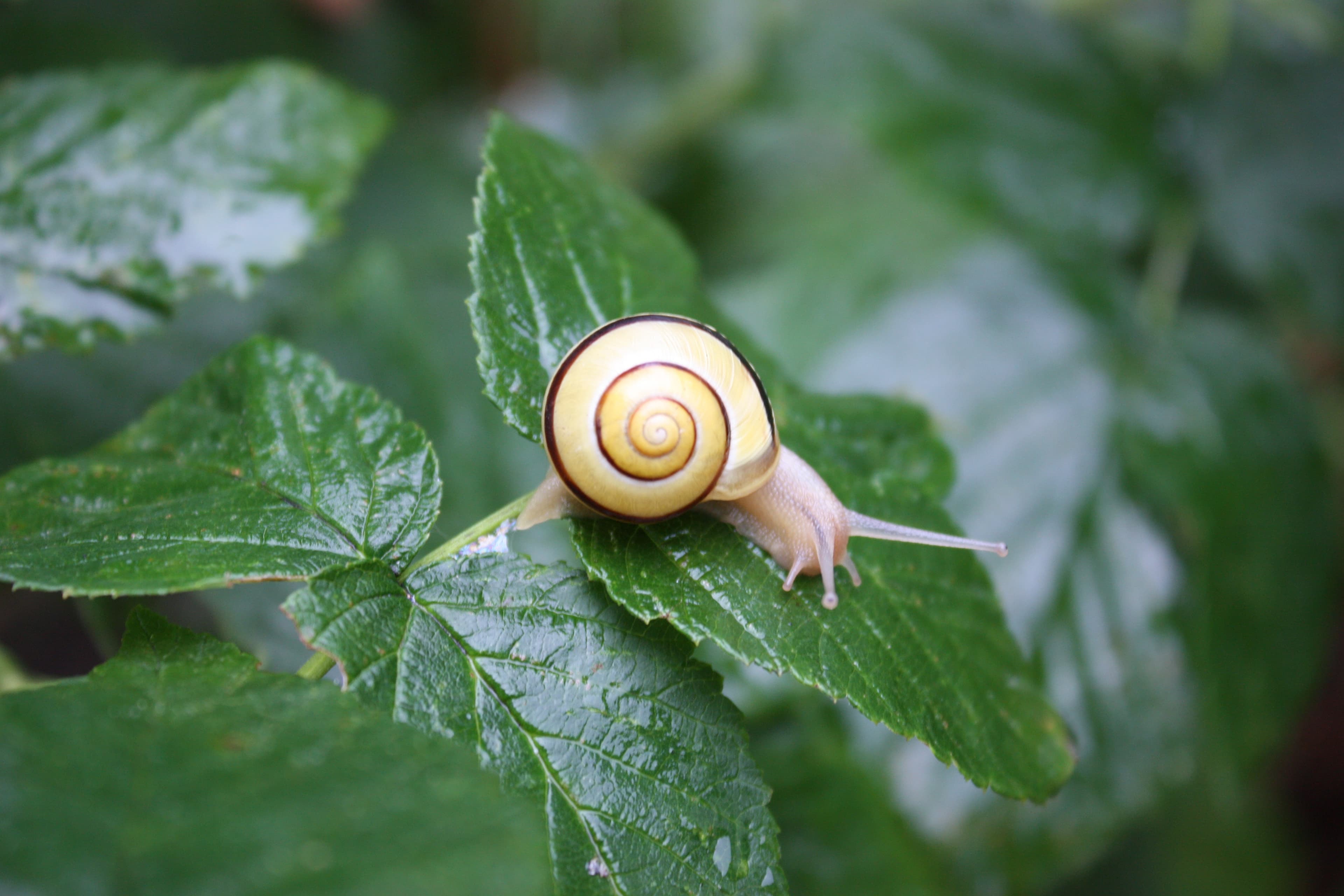 Eine Schnecke mit gelb-braun gestreiftem Haus kriecht langsam über ein grünes Blatt