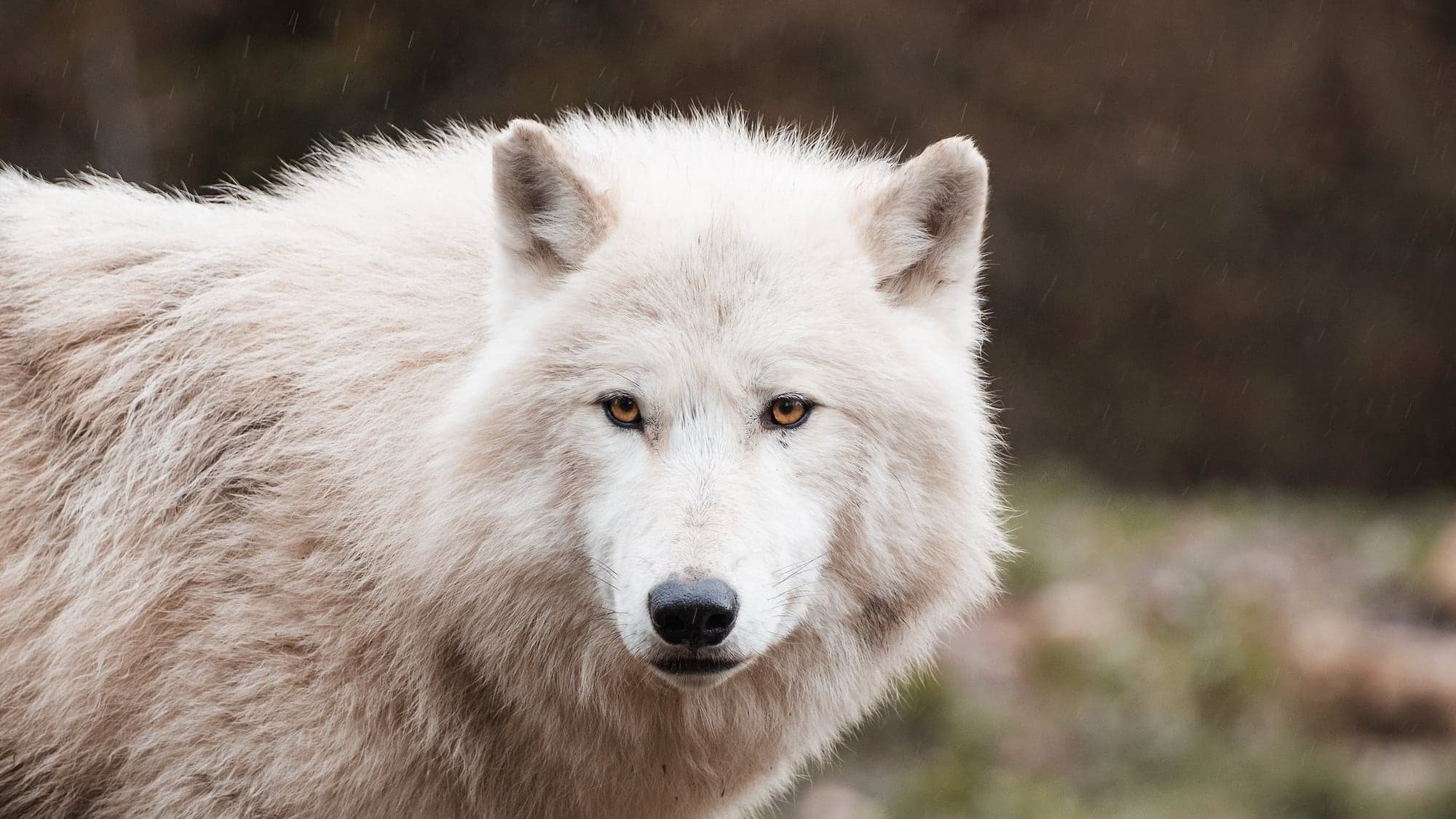 Ein weißer Wolf blickt ruhig in die Kamera