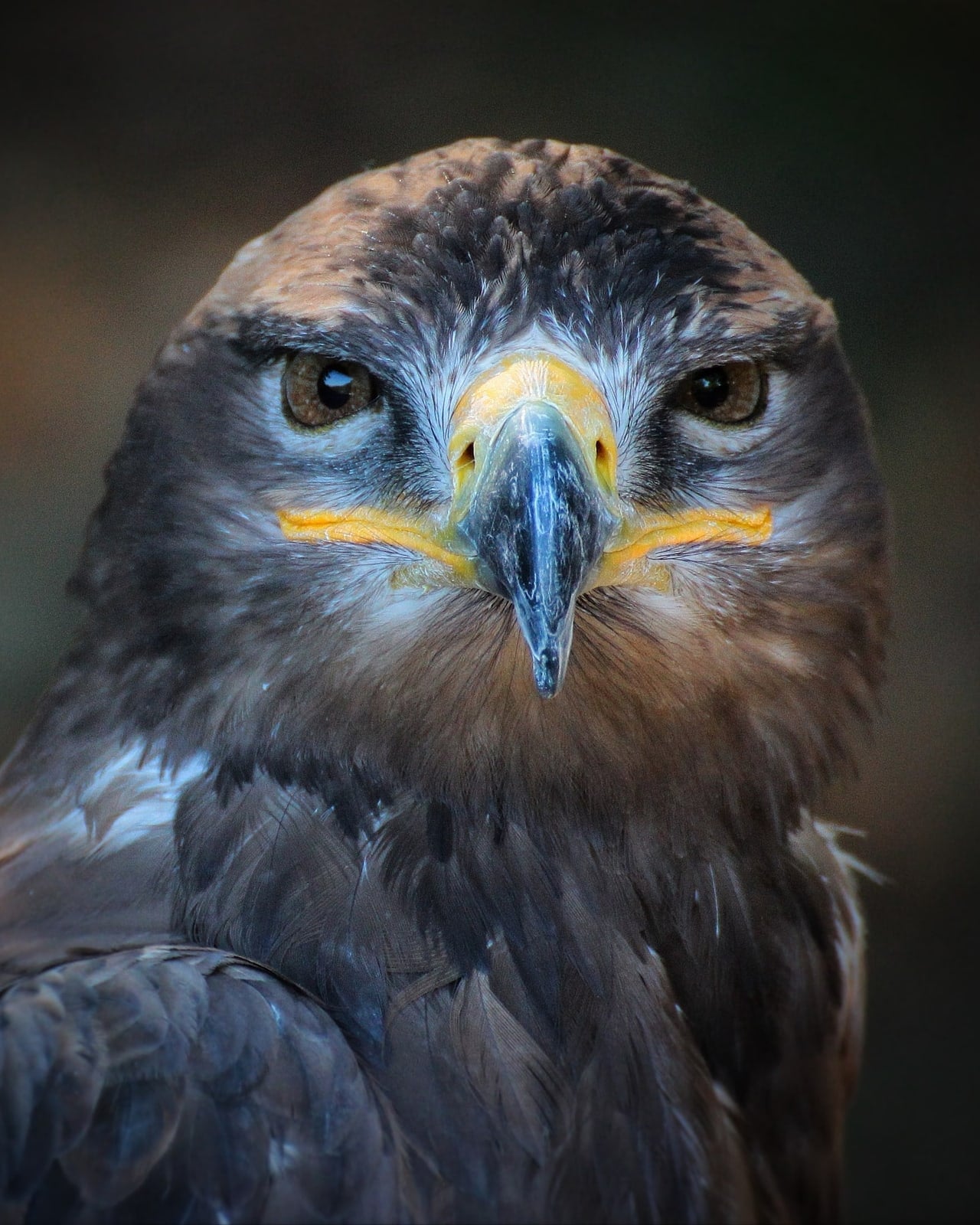 Ein Adler blickt mit wachen Augen direkt in die Kamera