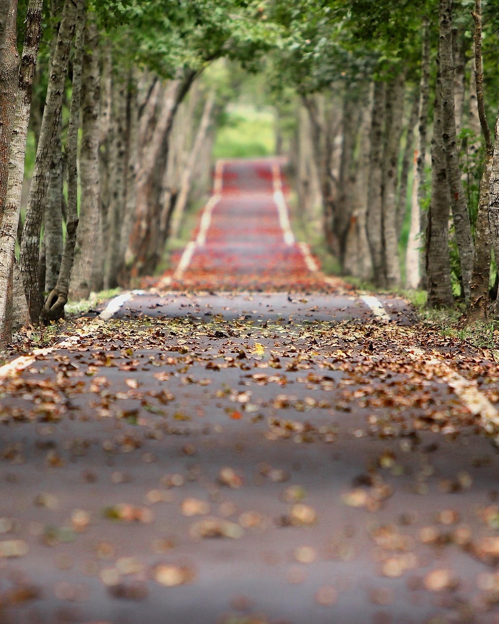 Eine Straße voller Herbstlaub führt zwischen zwei Baumreihen in die Ferne