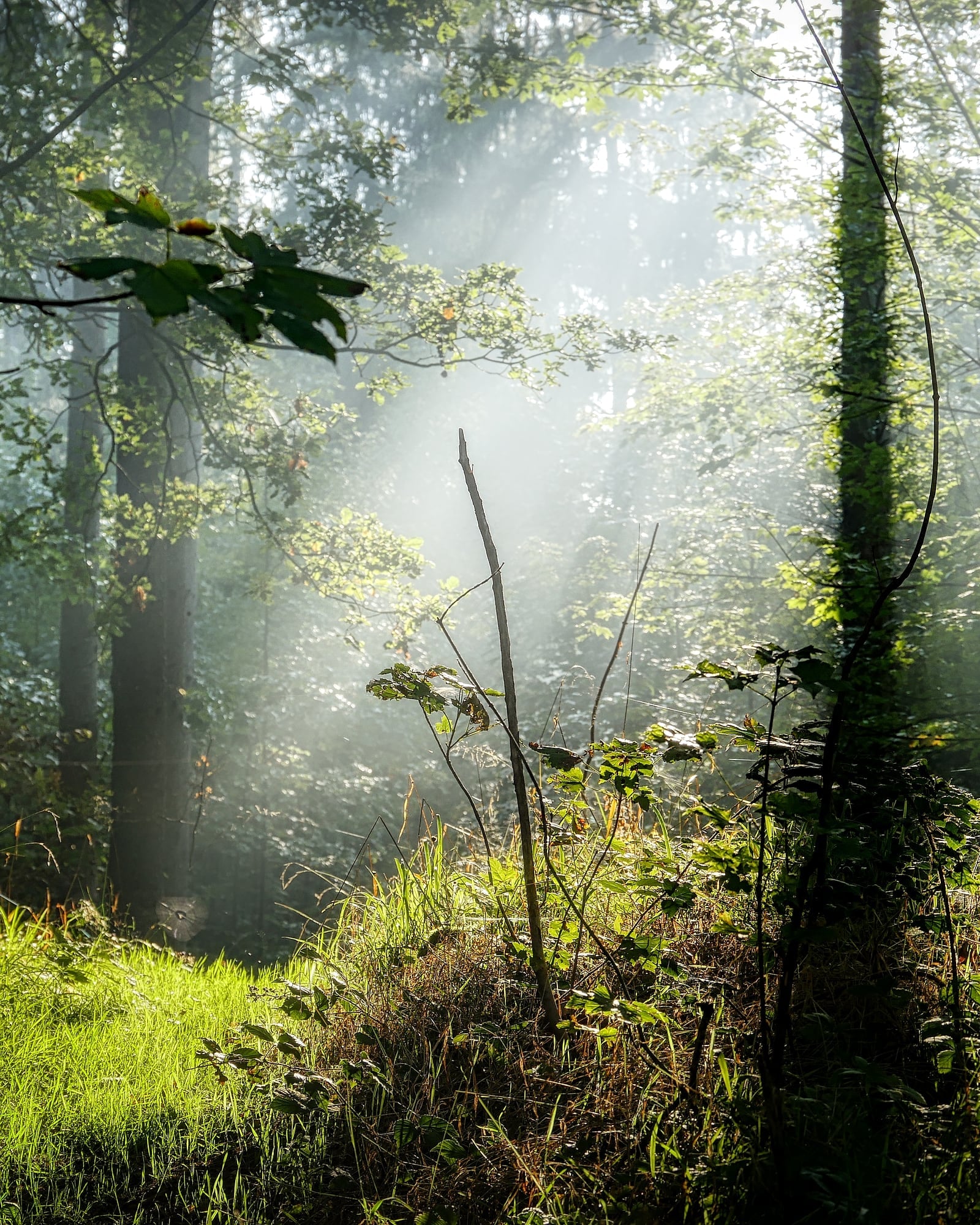 Sonnenstrahlen fallen durch den Dunst zwischen den Bäumen auf eine helle Lichtung