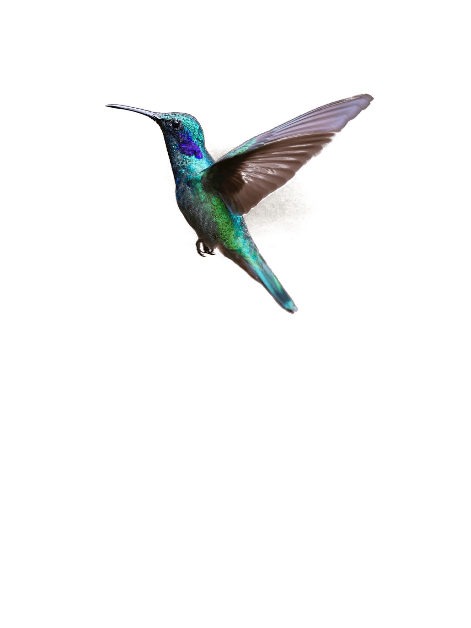 Ein grün-blau schillernder Kolibri steht mit erhobenen Flügeln in der Luft